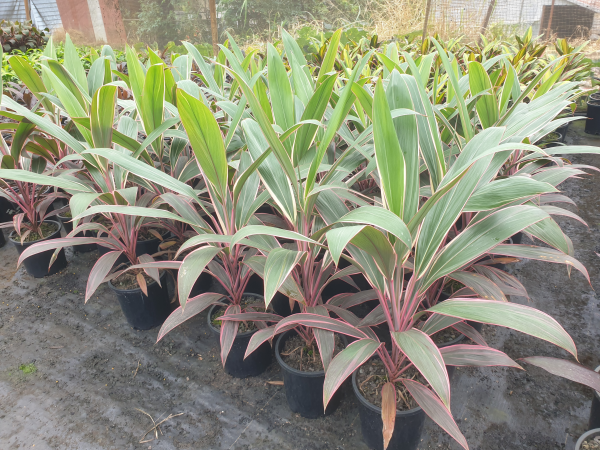 Cordyline fruticosa Pink Diamond