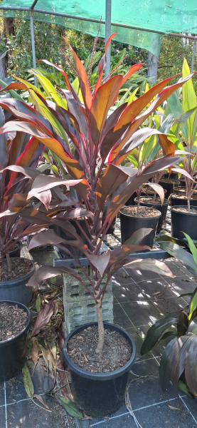 Cordyline fruticosa rubra
