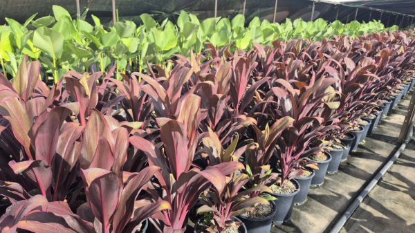 Cordyline fruticosa rubra