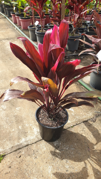 Cordyline fruticosa rubra