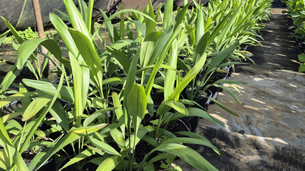 Cordyline petiolaris