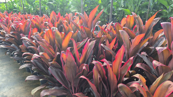 Cordyline fruticosa rubra
