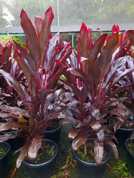 Cordyline fruticosa rubra
