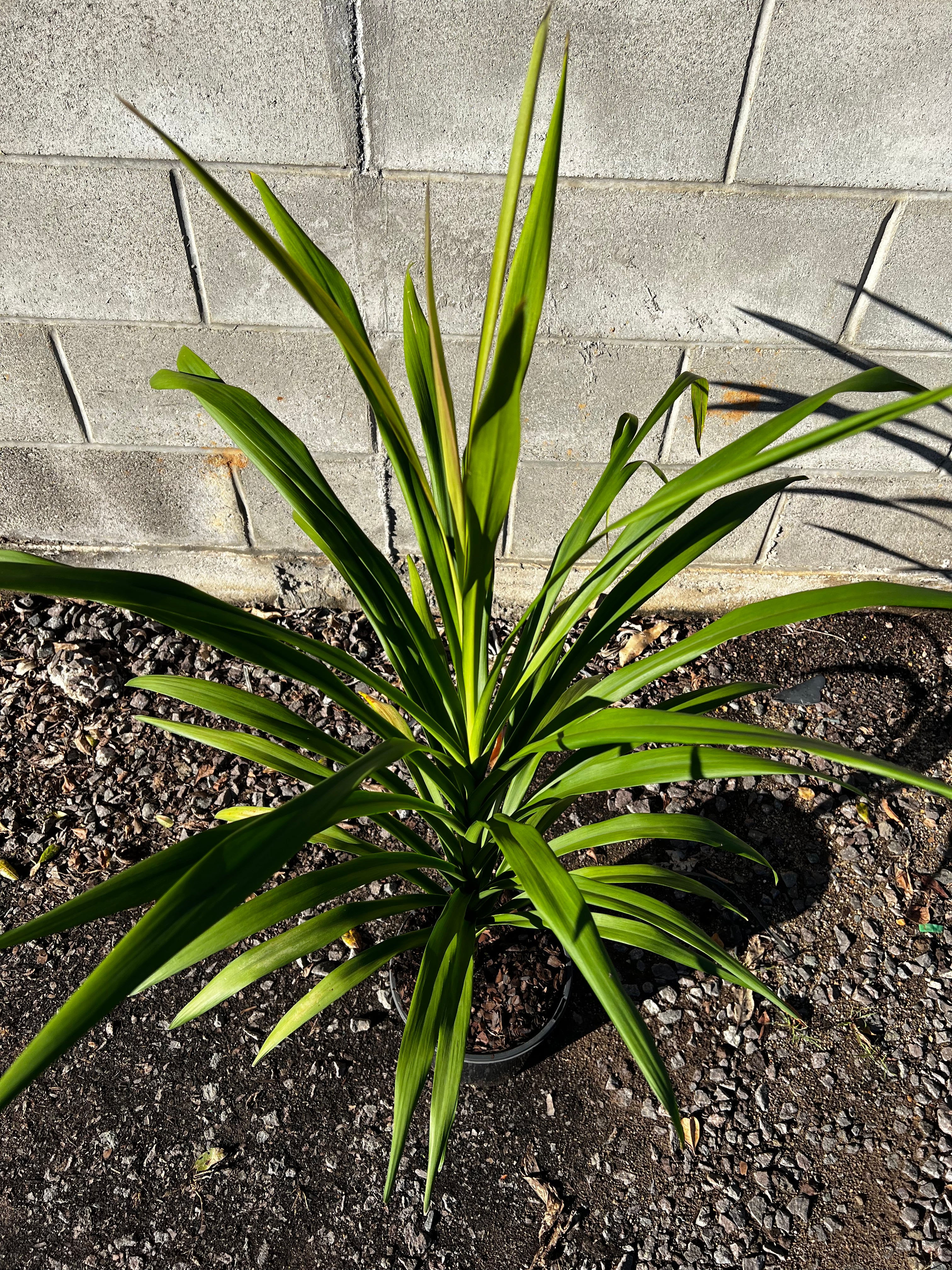 Cordyline stricta