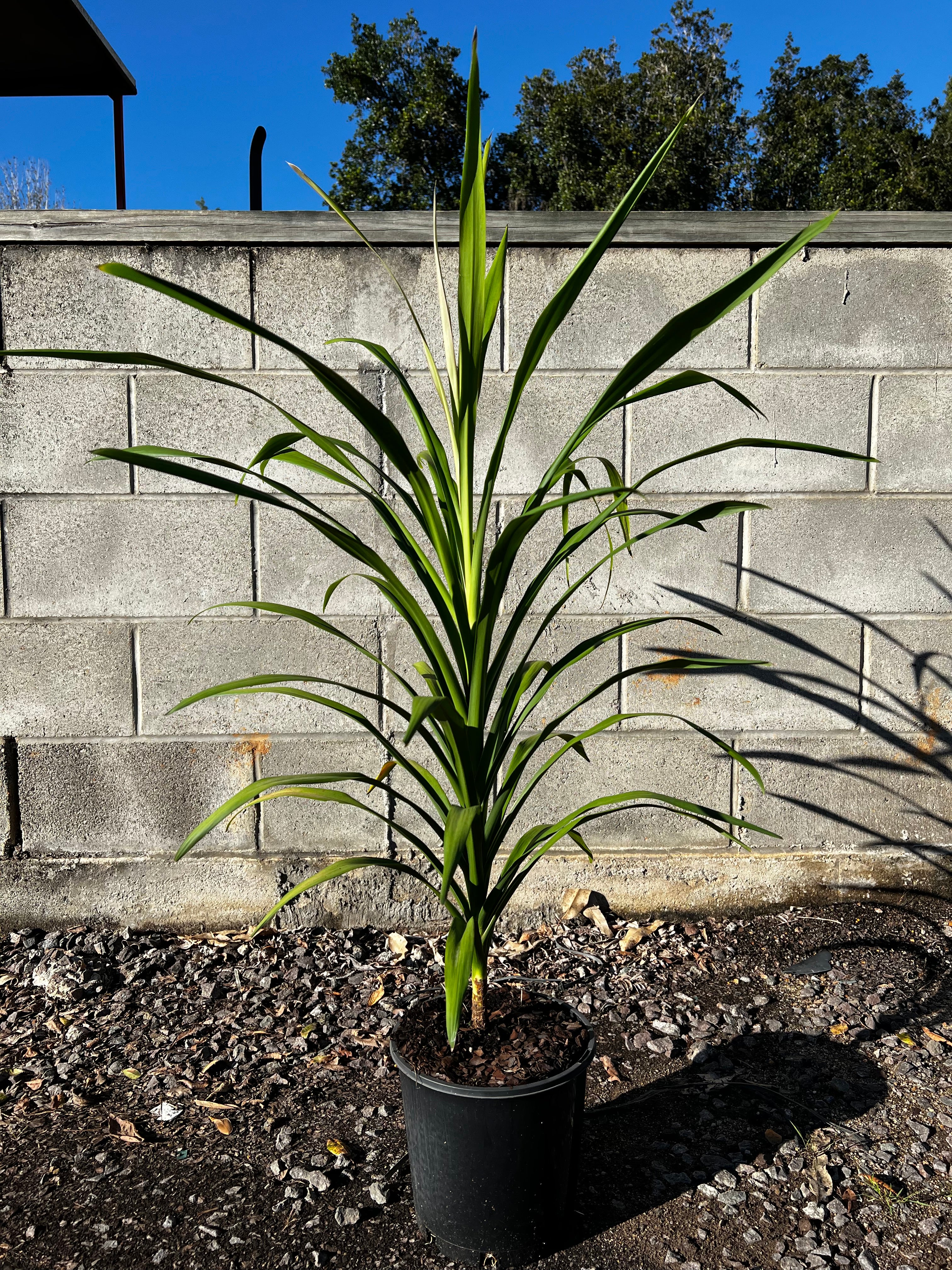 Cordyline stricta