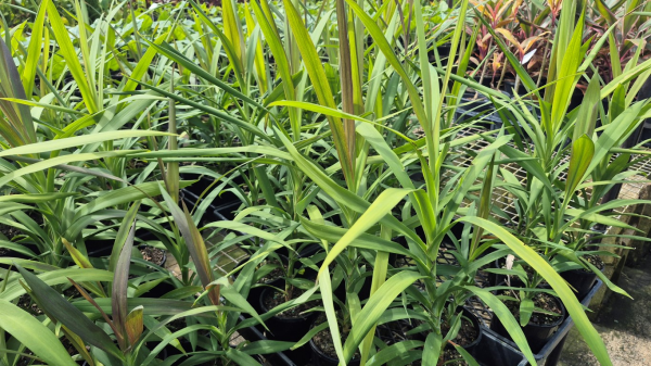Cordyline stricta