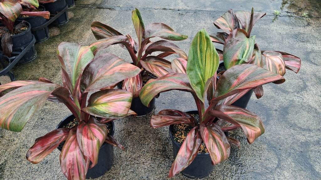 Cordyline fruticosa Willys Gold