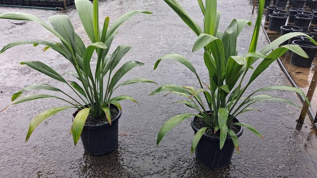 Cordyline petiolaris