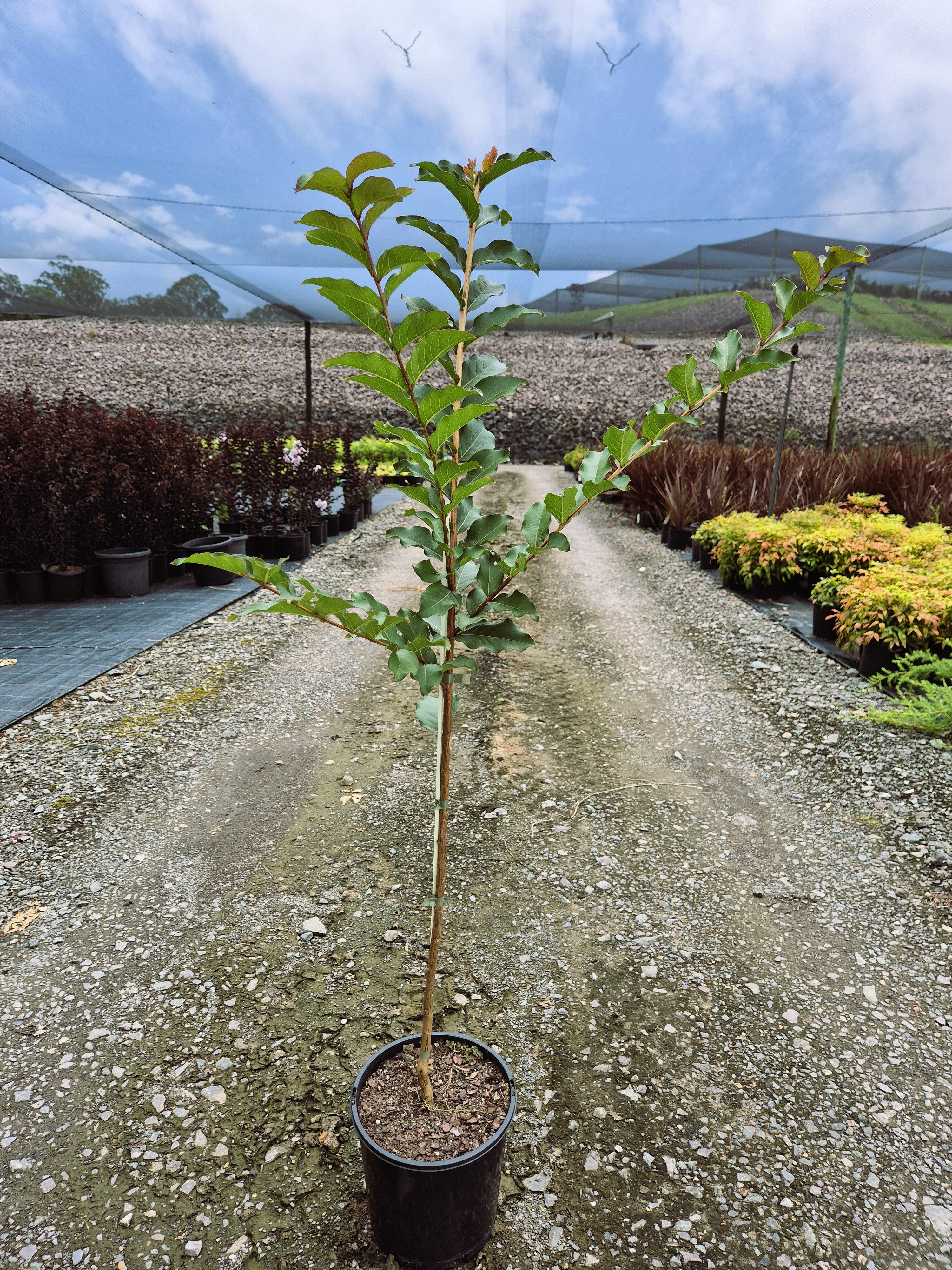 Lagerstroemia Tuscarora Crepe Myrtle