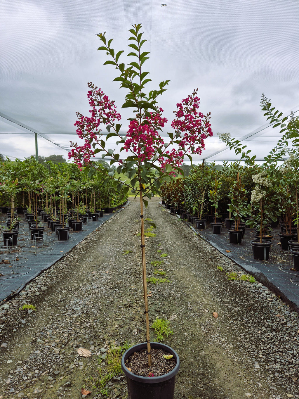 Lagerstroemia Tonto Crepe Myrtle