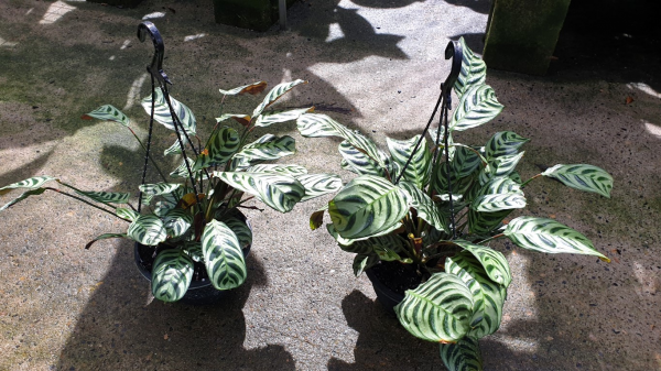 Ctenanthe burle-marxii