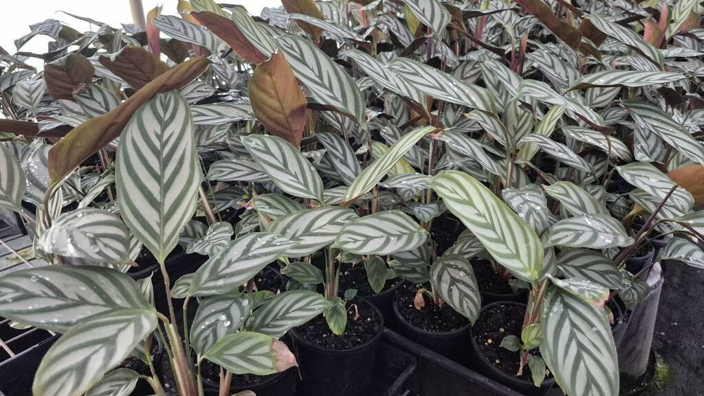 Ctenanthe setosa