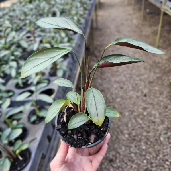 Ctenanthe setosa Grey Star