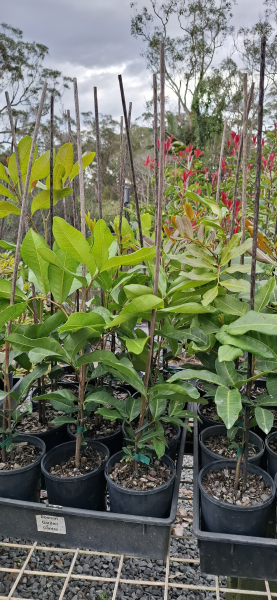 Cupaniopsis anacardioides