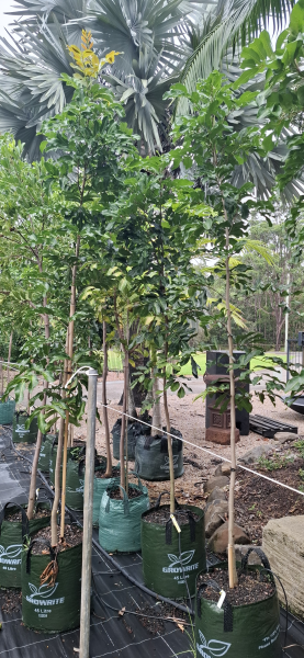 Cupaniopsis anacardioides