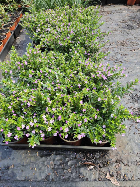 Cuphea hyssopifolia Mauve