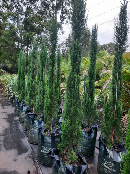 Cupressus sempervirens Glauca