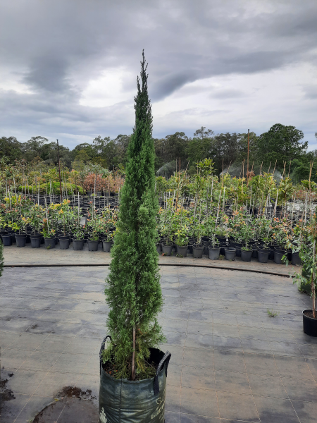 Cupressus sempervirens Glauca