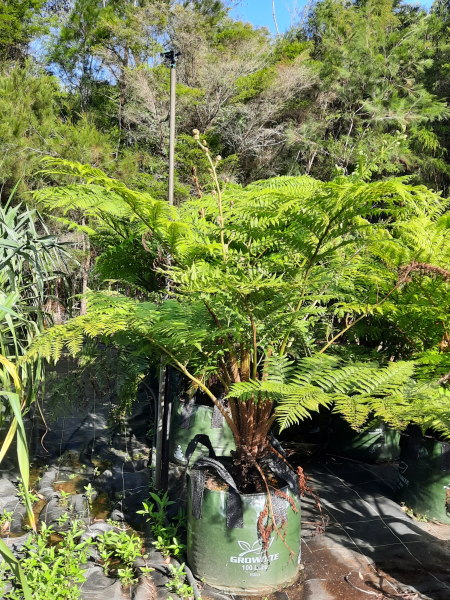 Cyathea cooperi