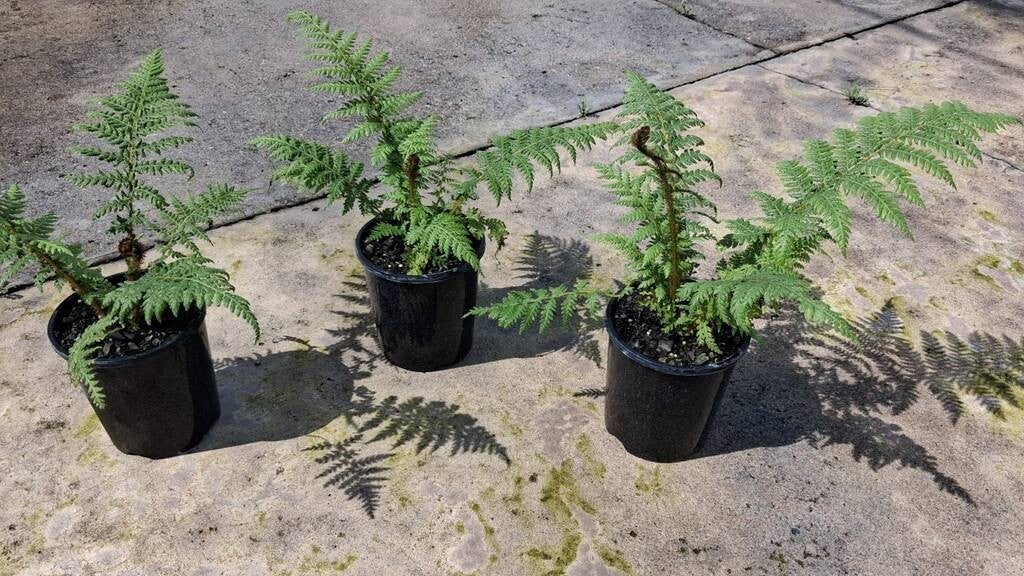 Cyathea cooperi