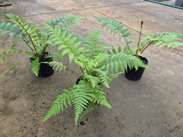 Cyathea cooperi