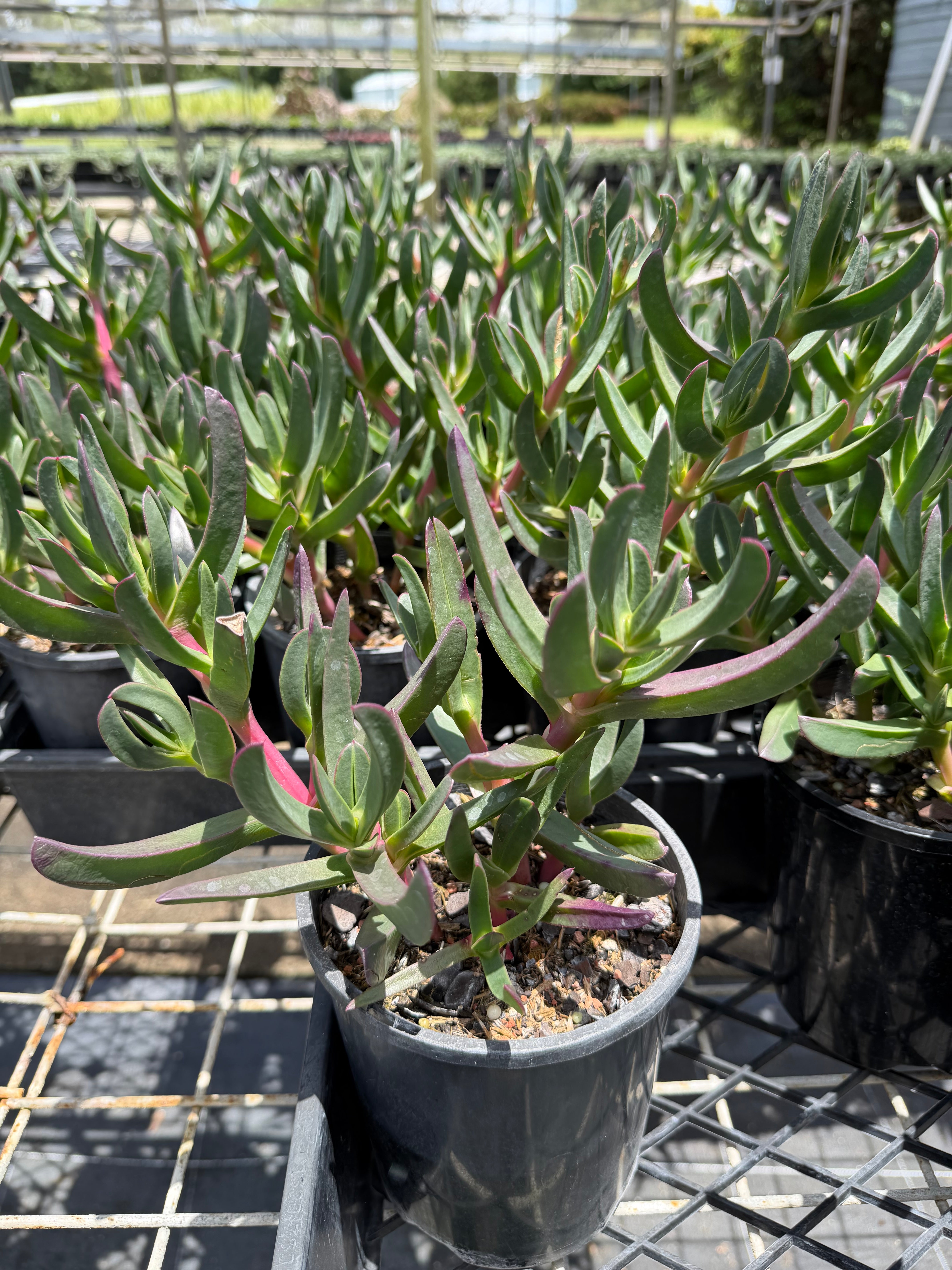 Carpobrotus glaucescens AUSSIE RAMBLER