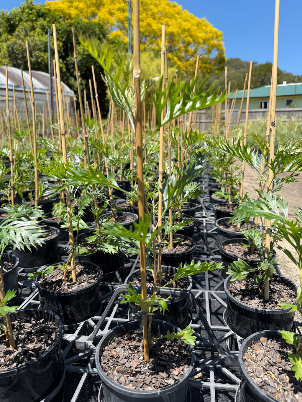 Grevillea Little Robyn