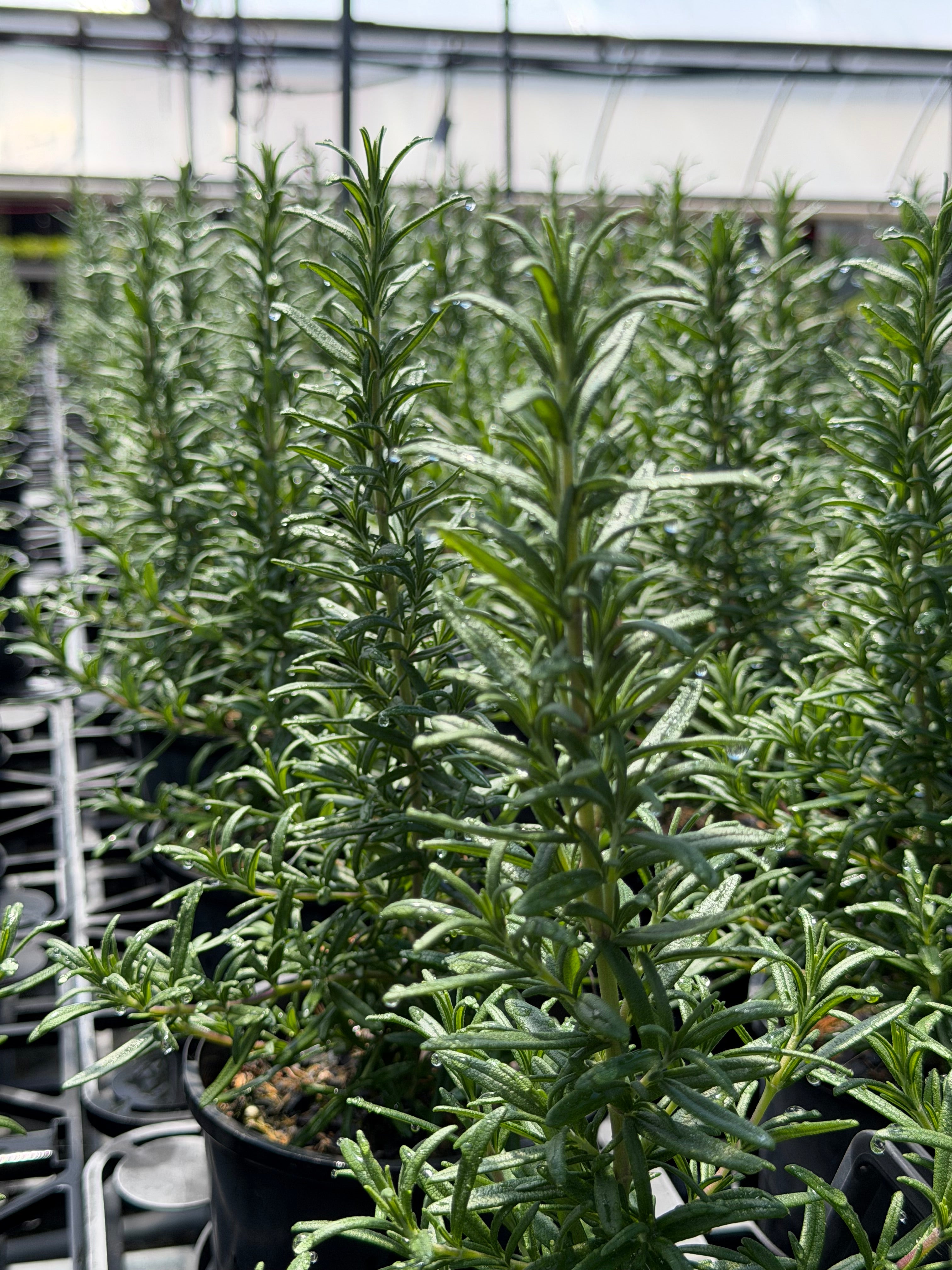 Rosmarinus officinalis Tuscan Blue