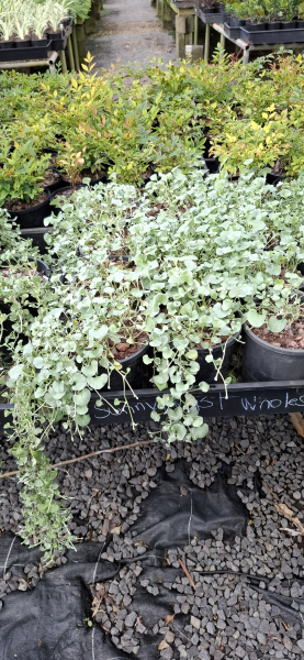 Dichondra argentea Silver Falls