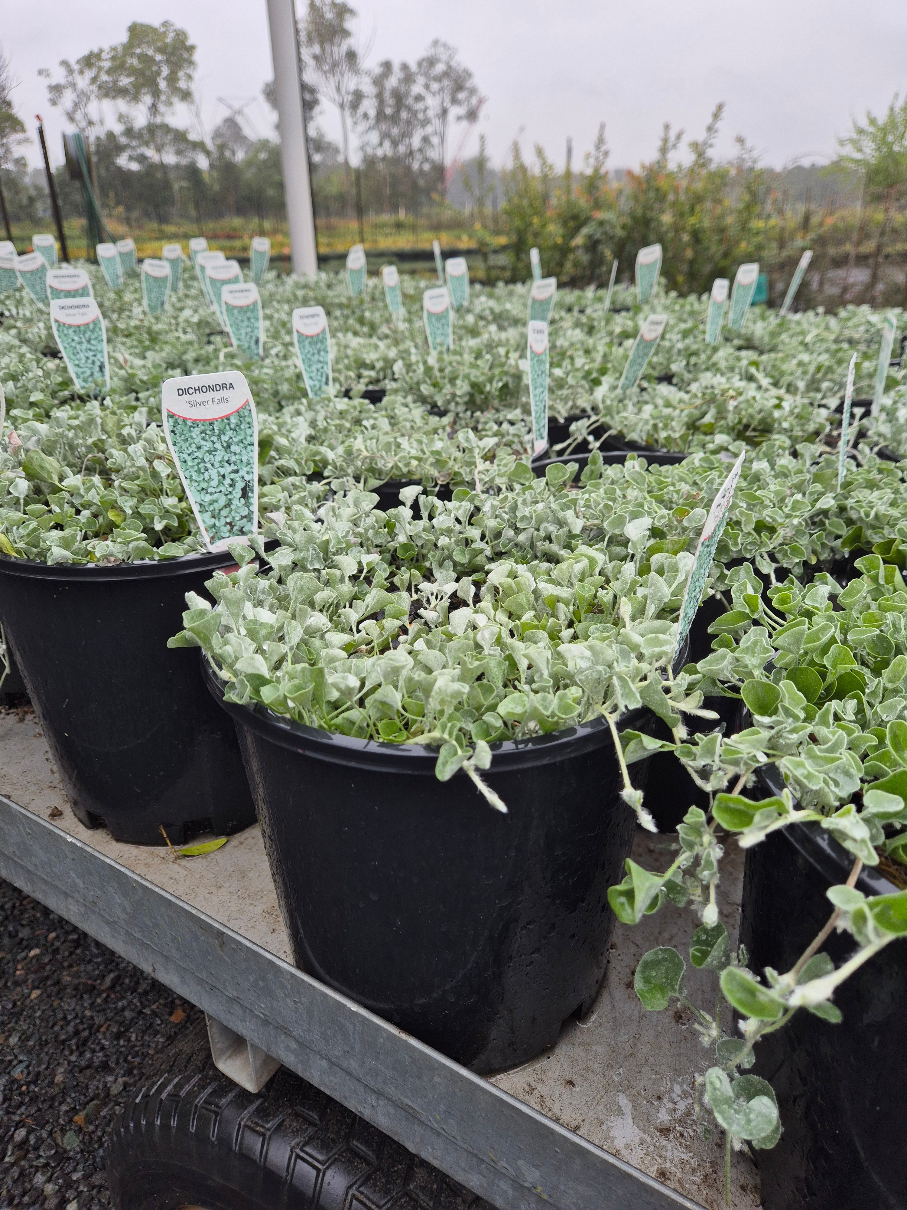 Dichondra argentea Silver Falls