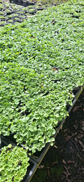 Dichondra repens