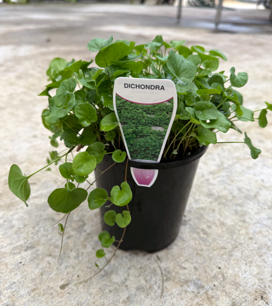 Dichondra repens