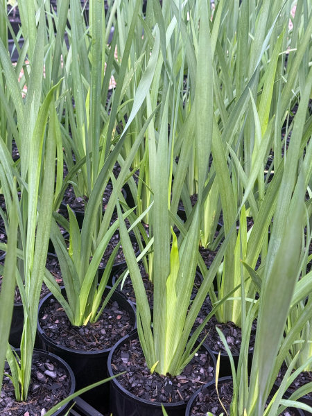 Dietes grandiflora