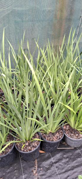 Dietes grandiflora