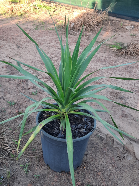 Dracaena draco Dragon Tree