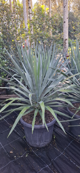 Dracaena draco Dragon Tree