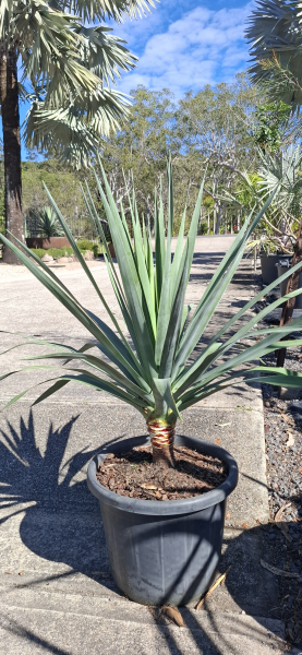 Dracaena draco Dragon Tree