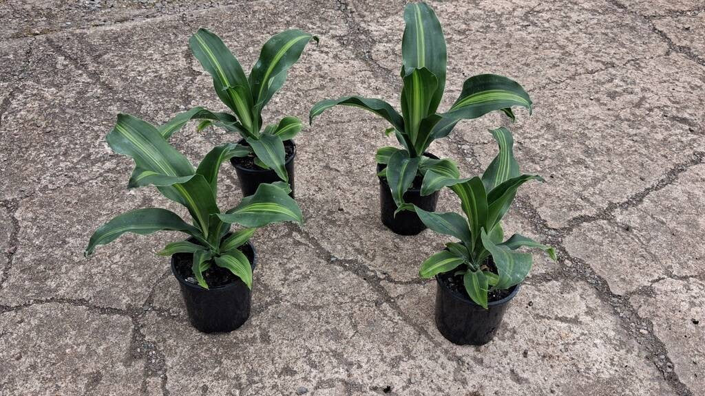 Dracaena fragrans Burley
