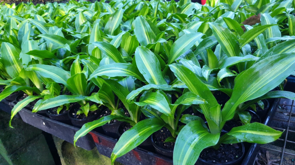 Dracaena fragrans Burley