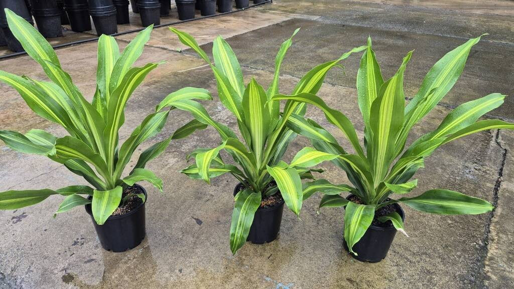 Dracaena fragrans Burley
