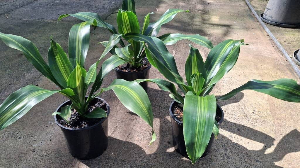 Dracaena fragrans Burley