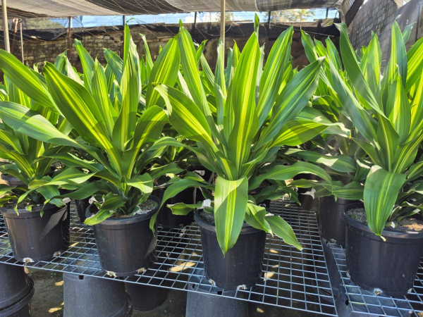 Dracaena fragrans Burley