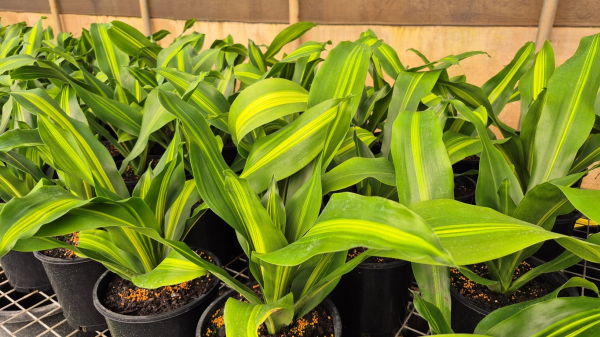 Dracaena fragrans Burley