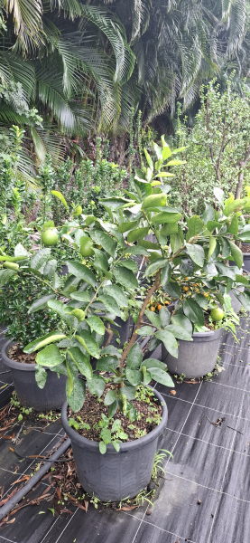 Citrus - Lime Tahitian Dwarf Citrus Latifolia Dwarf