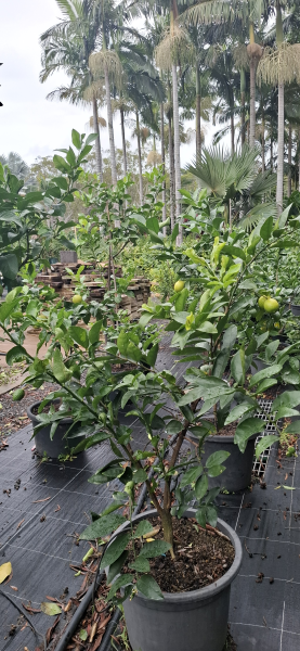 Citrus - Lime Tahitian Dwarf Citrus Latifolia Dwarf