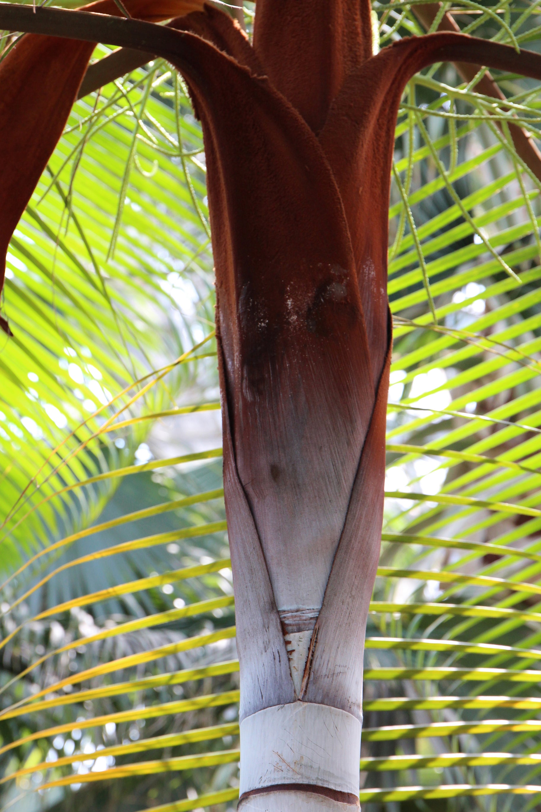 Dypsis leptocheilos (syn. Chrysalidocarpus leptocheilos)