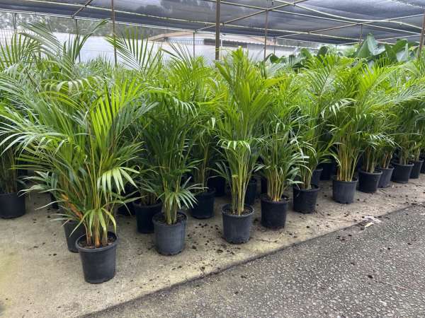 Dypsis lutescens