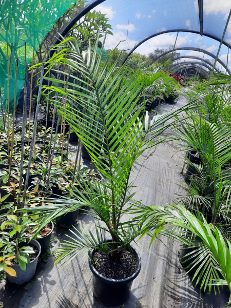 Dypsis leptocheilos (syn. Chrysalidocarpus leptocheilos)