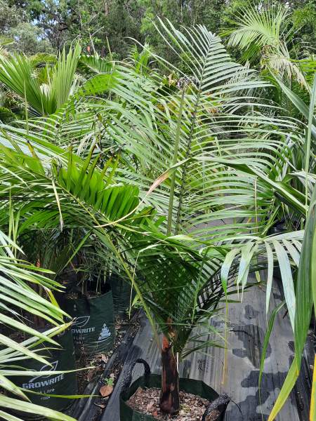 Dypsis leptocheilos (syn. Chrysalidocarpus leptocheilos)