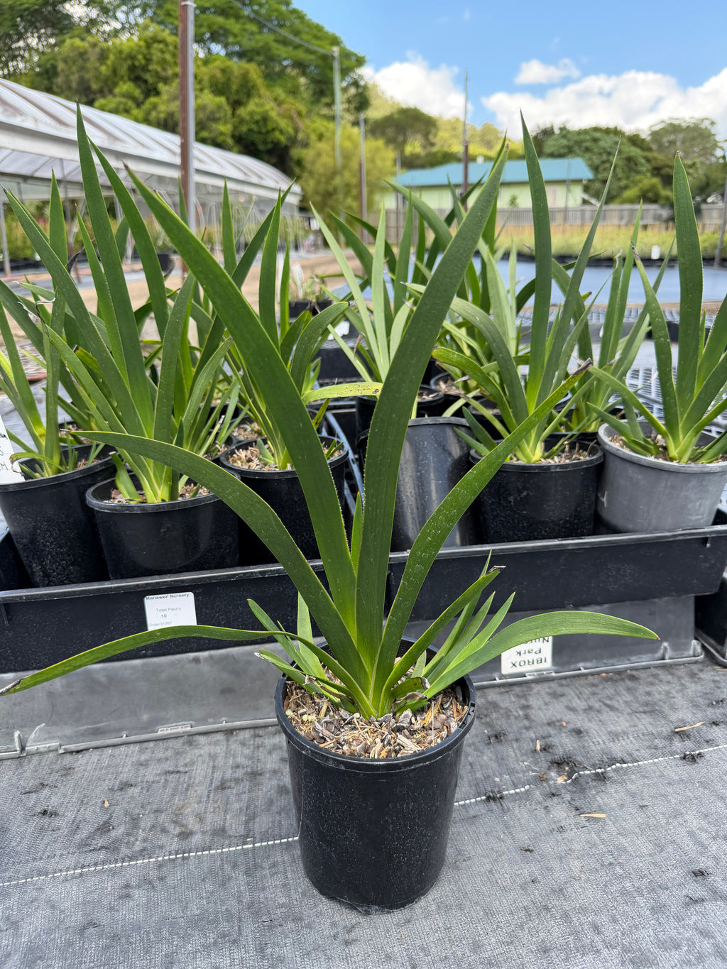 Anigozanthos hybrid Gold Velvet